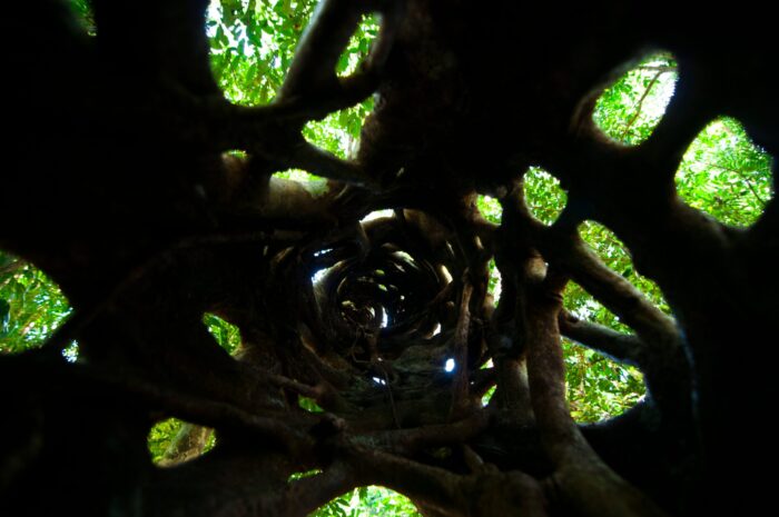 Strangler Fig | Australia Landscape Photography - Image 5