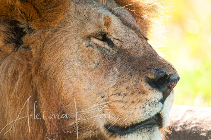 Pride | Africa Wildlife Photography - Image 5