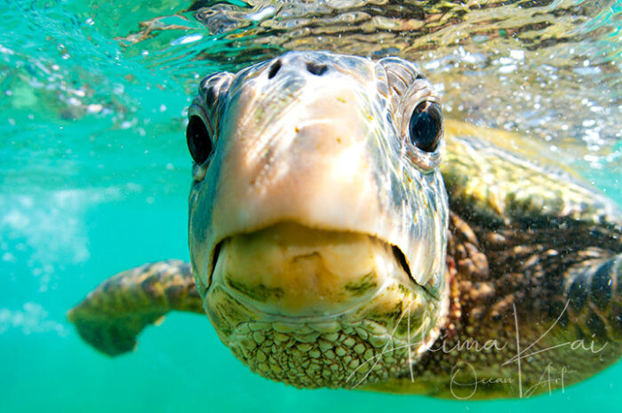 Hollywood | Hawaii Underwater Photography - Image 5