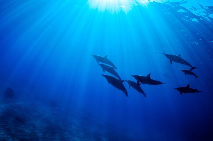 To the future | Hawaii Underwater Photography - Image 5