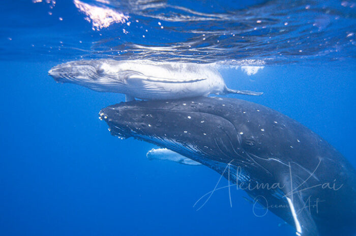 First Breath | Pacific Ocean Underwater Photography - Image 5