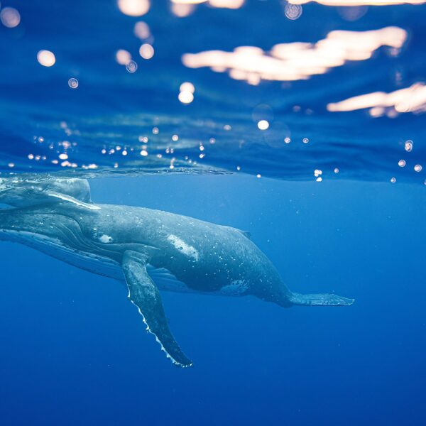 Underwater Photography