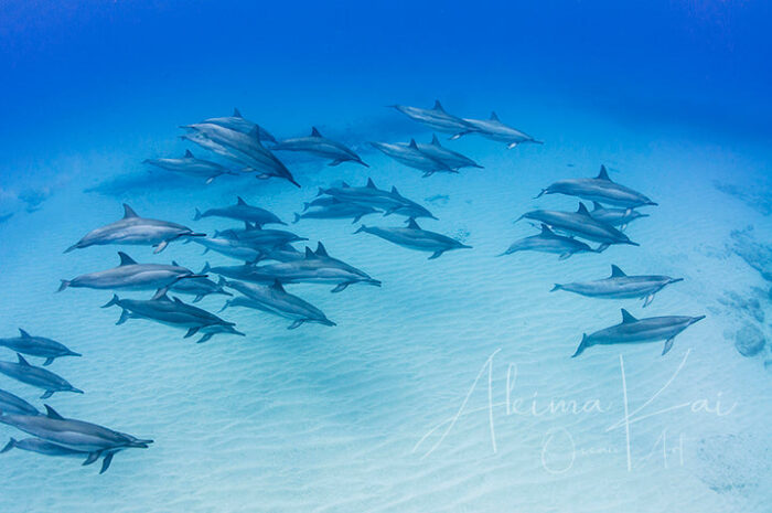 Morning Traffic | Hawaii Underwater Photography - Image 5