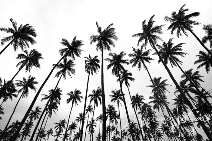 Coconut Breeze | Hawaii Island Photography - Image 5