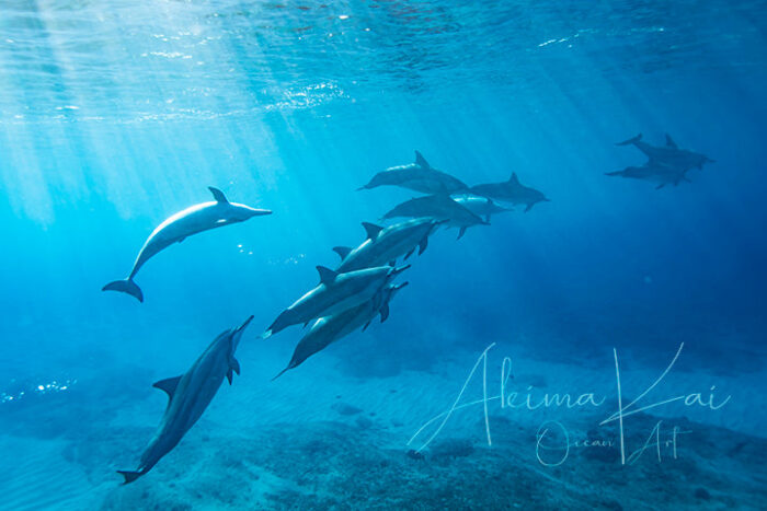 Life and Soul | Hawaii Underwater Photography - Image 5