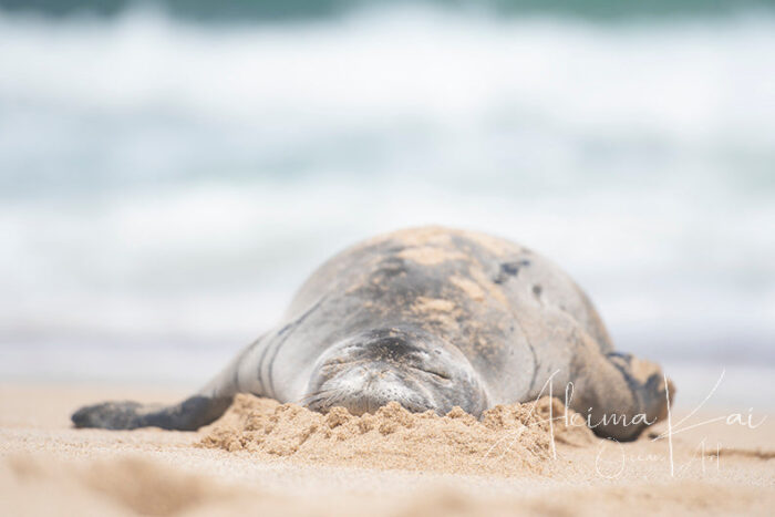 Melting Marshmallow | Hawaii Marine life Photography - Image 5