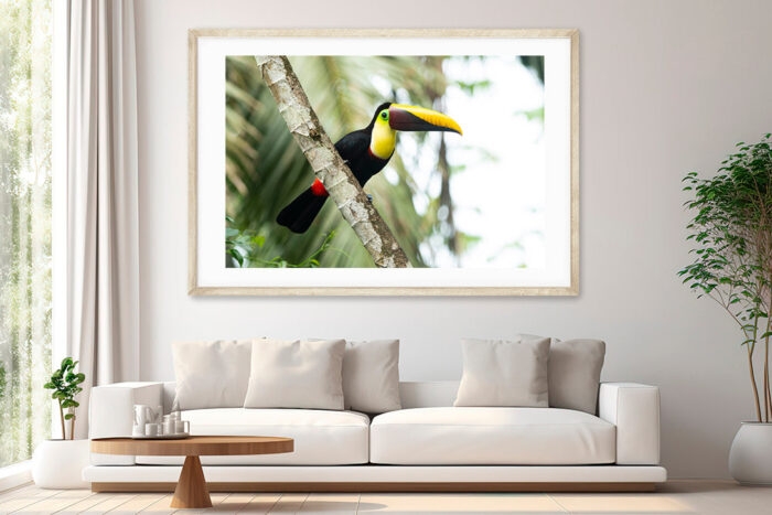 Eyes on you | Costa Rica Bird Photography