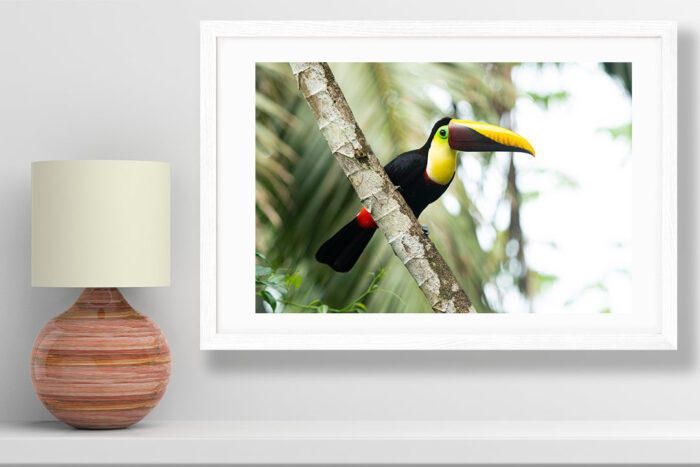 Eyes on you | Costa Rica Bird Photography - Image 2