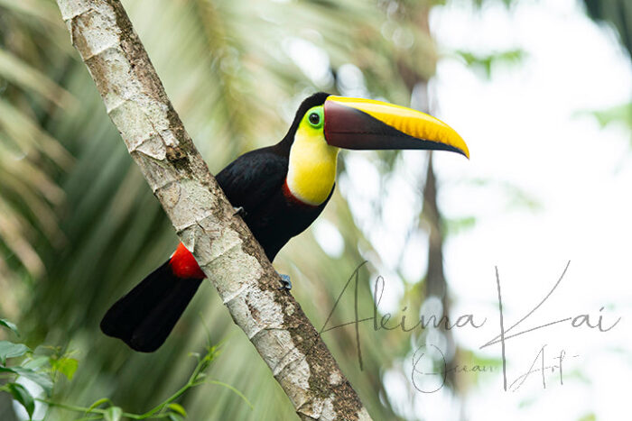 Eyes on you | Costa Rica Bird Photography - Image 5