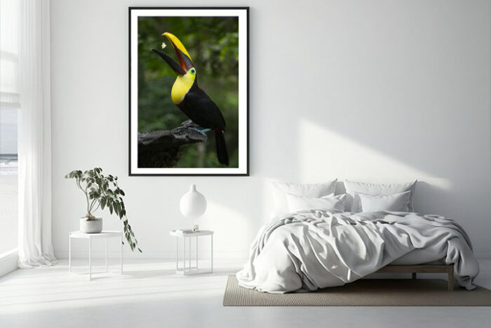 Joy Of Life | Costa Rica Bird Photography