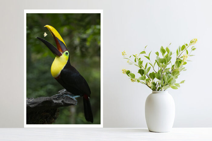 Joy Of Life | Costa Rica Bird Photography - Image 2