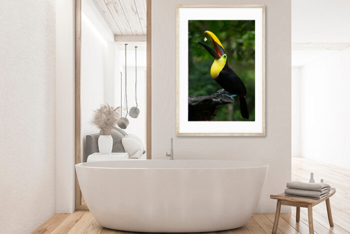 Joy Of Life | Costa Rica Bird Photography - Image 4