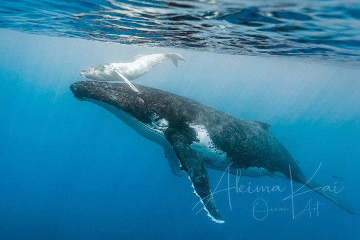 Vahinetua | Pacific Ocean Underwater Photography - Image 5