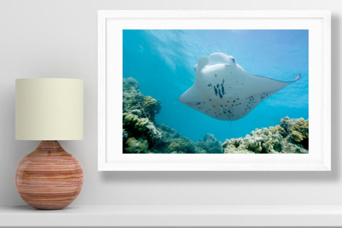 Refined | French Polynesia Underwater Photography - Image 2