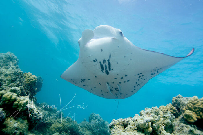 Refined | French Polynesia Underwater Photography - Image 5