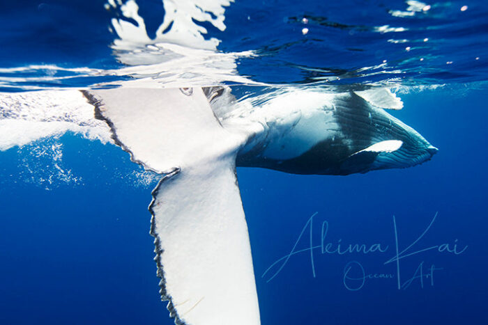 Full Of Life | Pacific Ocean Underwater Photography - Image 5