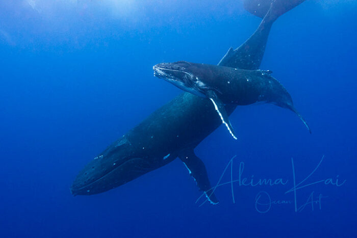 Indigo Ocean | Pacific Ocean Underwater Photography - Image 5