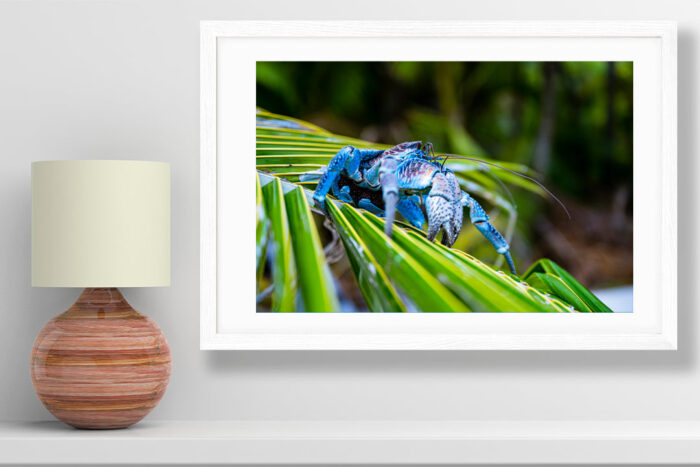 Blue Jewel | French Polynesia Island Photography - Image 2