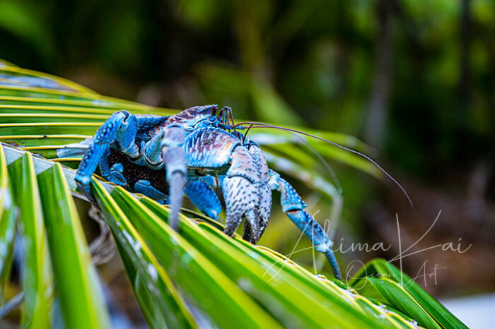 Blue Jewel | French Polynesia Island Photography - Image 5