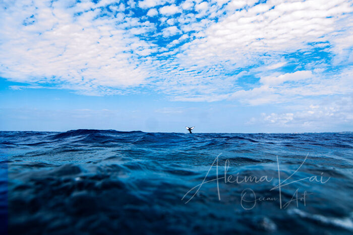 One chance | Okinawa Japan Photography - Image 5