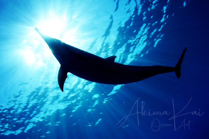 Hope After The Dream | Hawaii Underwater Photography - Image 5