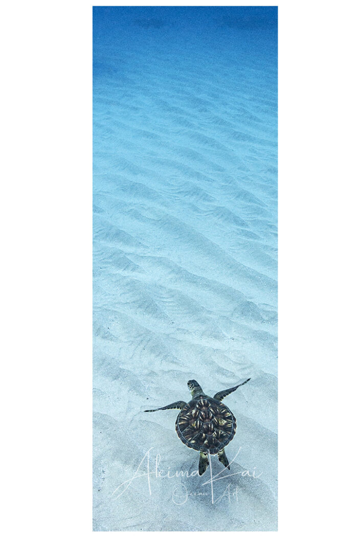 Aouli, Blue Sky | Hawaii Underwater Photography - Image 2