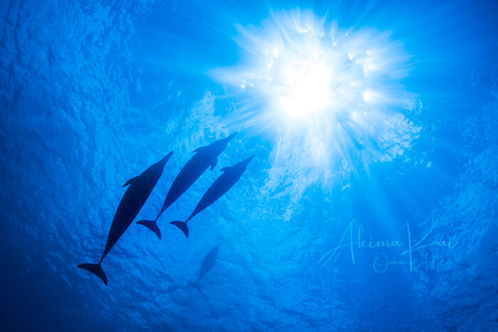 Starlit Reverie | Hawaii Underwater Photography - Image 5