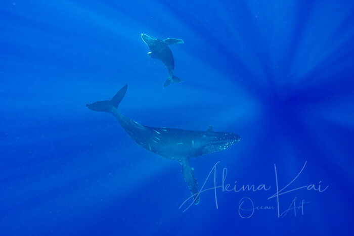 Whale Tales | Pacific Ocean Underwater Photography - Image 5