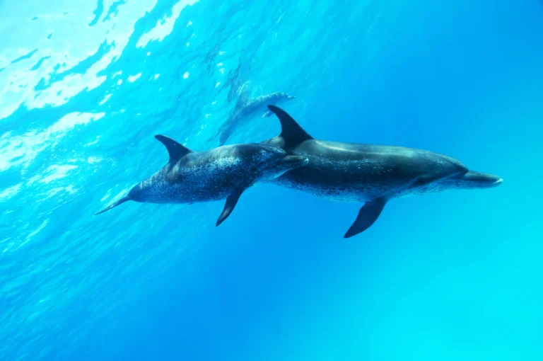 The Enigmatic Charm of Pink Dolphins: Exploring an Aquatic Marvel