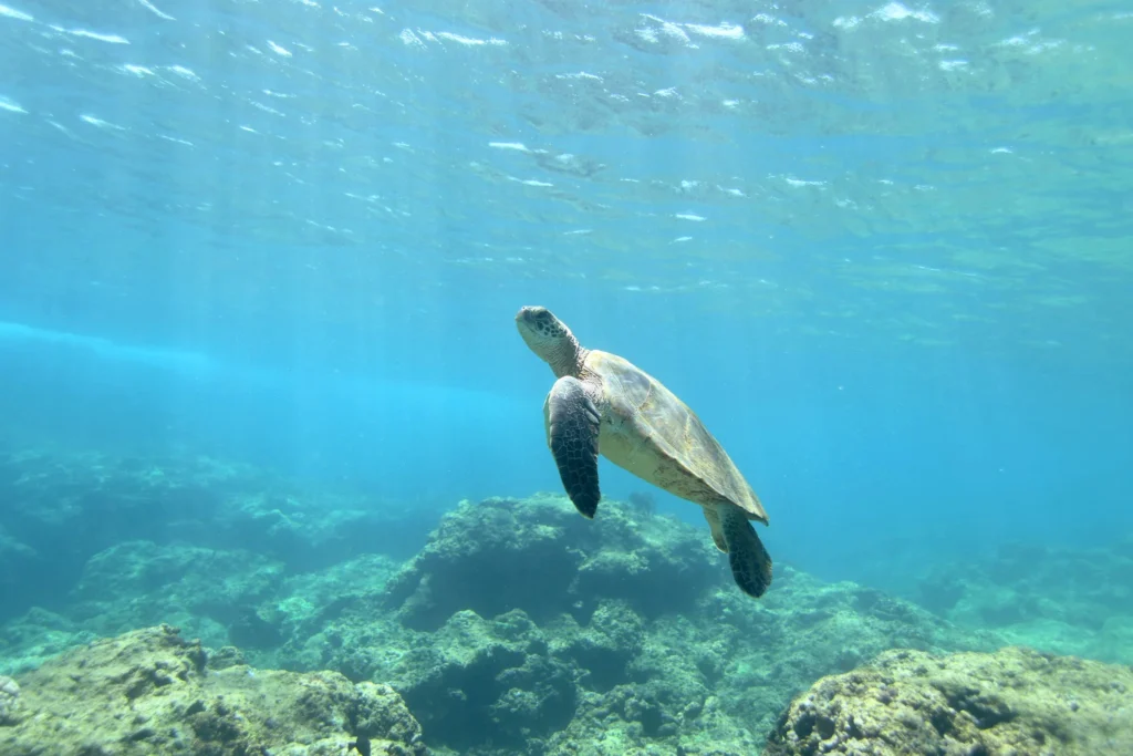 Mastering Underwater Photography Editing in Photoshop: Essential Tips ...